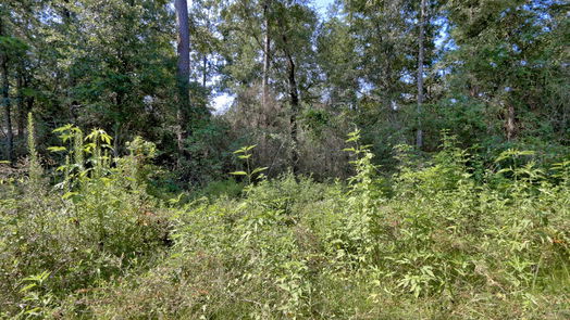 Plantersville null-story, null-bed Lot on Hwy249 & lot 3 & 6 Hwy 249 and Tawnyberry Lane-idx