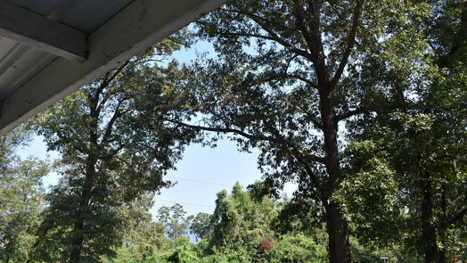 Point Blank 2-story, 3-bed 15 Walnut Lane-idx