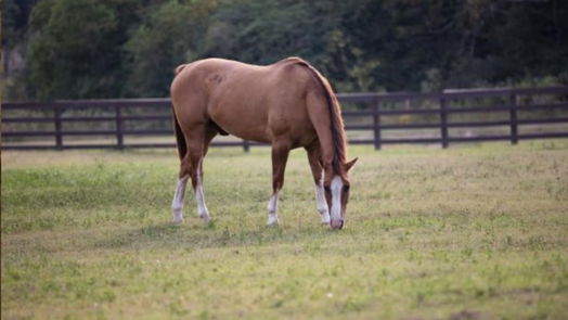 Tomball 1-story, 5-bed 20 Sacred Haven Circle-idx