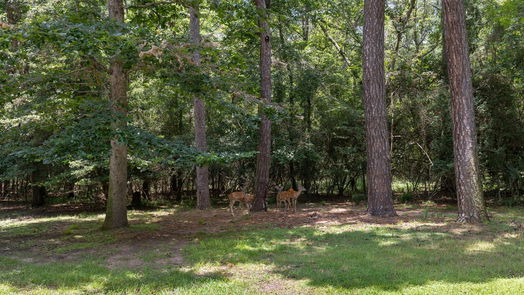 Conroe null-story, 4-bed 21 Stony Creek Drive-idx