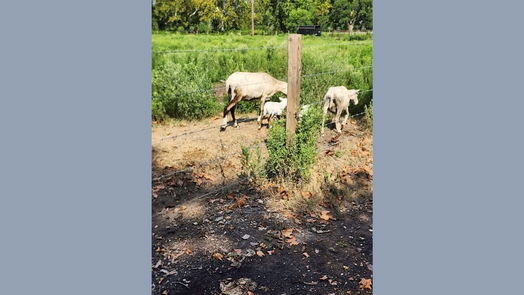 Boling null-story, 0-bed 0 SMOKE STACK LN-idx