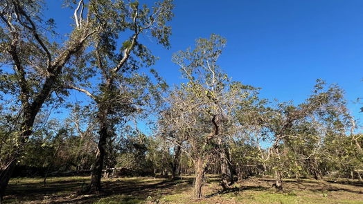 Brazoria null-story, null-bed 441 County Road 849-idx