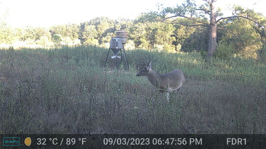 Damon null-story, null-bed 000 County Road 509 Off County Rd-idx