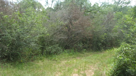 Hempstead null-story, null-bed Lot 16 Mocking Bird-idx