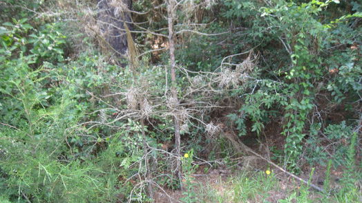 Hempstead null-story, null-bed Lot 16 Mocking Bird-idx