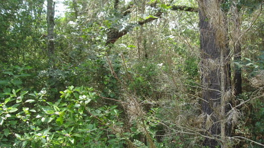 Hempstead null-story, null-bed Lot 16 Mocking Bird-idx