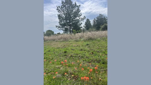 Waller null-story, null-bed 35875 Pineridge Road-idx