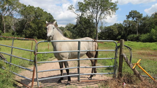 Waller null-story, null-bed 1242 Scroggins Lane-idx