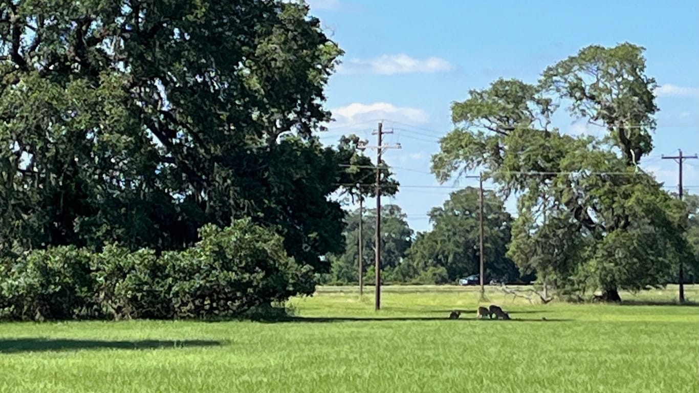 Angleton null-story, null-bed 301 Cattle Drive Trail-idx
