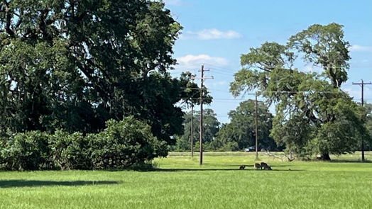 Angleton null-story, null-bed 301 Cattle Drive Trail-idx