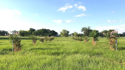 Angleton null-story, null-bed 762 Stallion Circle-idx