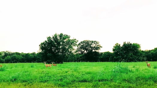 Angleton null-story, null-bed 762 Stallion Circle-idx