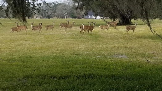 Angleton null-story, null-bed 762 Stallion Circle-idx