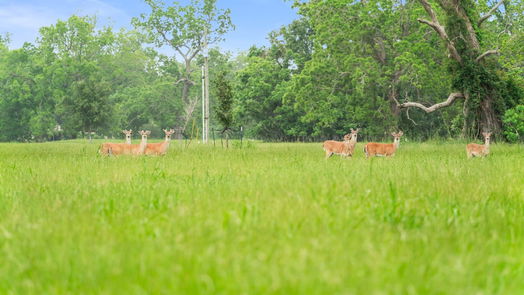 Angleton 2-story, 5-bed 374 Cattle Drive Trail-idx