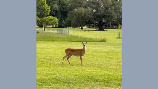 Angleton null-story, 5-bed 814 Mill Road-idx