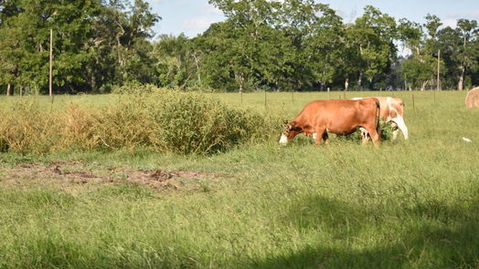 Angleton 1-story, 3-bed 5300 U-Pond Drive/County Road 611-idx