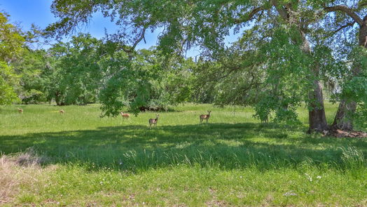 Angleton null-story, null-bed 730 & 736 Rancho Chico Court-idx