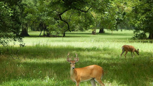 Angleton null-story, null-bed 755 Sunset Trail Trail-idx