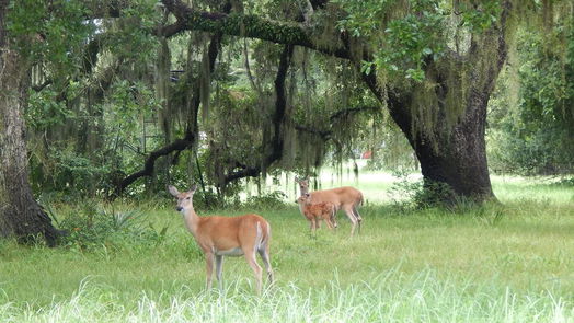 Angleton null-story, null-bed 755 Sunset Trail Trail-idx