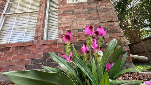Baytown 2-story, 4-bed 4602 Seneca Court-idx