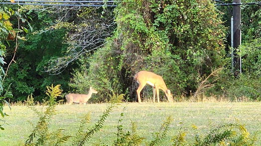 Crosby 1-story, 3-bed 16503 Grommet Court-idx