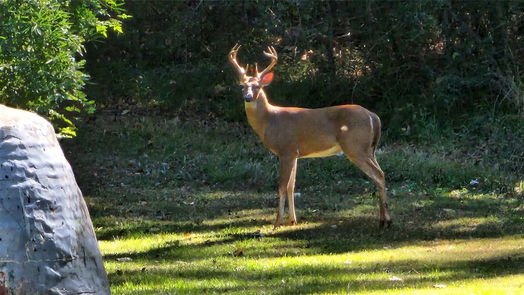Crosby 1-story, 3-bed 16503 Grommet Court-idx