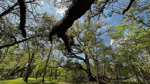 Freeport null-story, null-bed 1405 Brazos River Road-idx