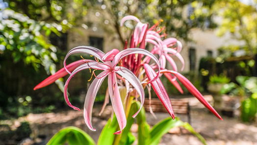 Galveston 1-story, 2-bed 1807 Postoffice Street-idx