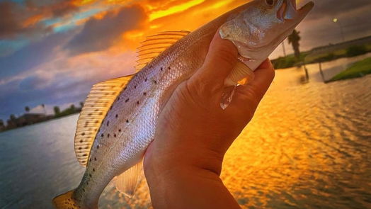 Hitchcock null-story, null-bed 000 Highland Dr Drive-idx