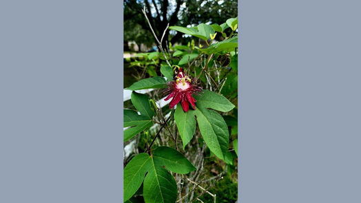 Pearland 1-story, 3-bed 1818 Cripple Creek Lane-idx