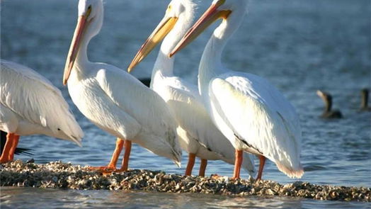 Taylor Lake Village 2-story, 4-bed 4319 Honey Oaks Drive-idx