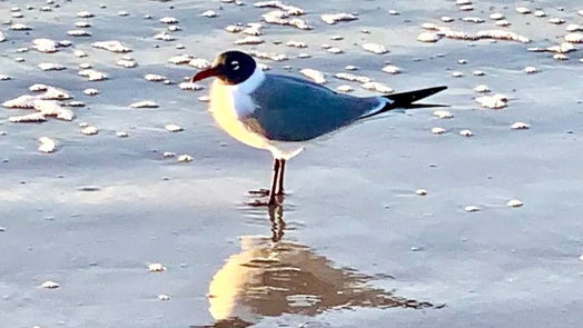 Crystal Beach null-story, 4-bed 876 SURFVIEW-idx