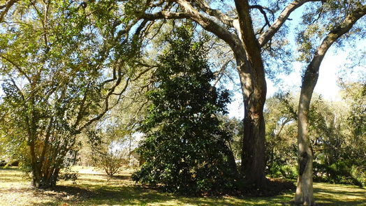 Brenham null-story, 3-bed 2408 Gun And Rod Road-idx