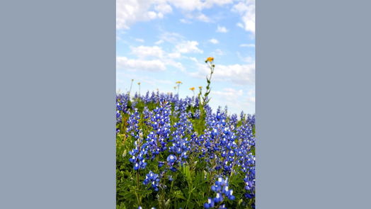 Brenham null-story, null-bed 0 Old Masonic Road, Lot 1-idx