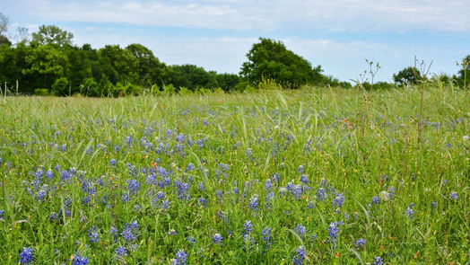 Brenham null-story, null-bed 5530 Old Chappell Hill Road-idx