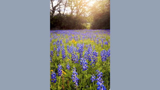 Brenham null-story, null-bed 0 Old Masonic Road, Lot 1-idx