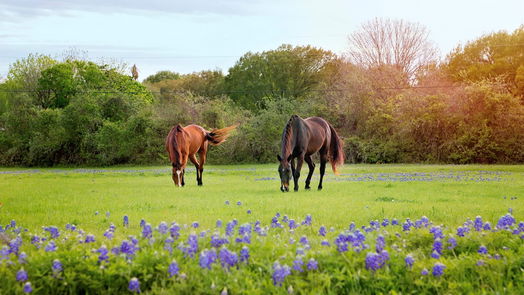 Brenham null-story, null-bed 0 Old Masonic Road, Lot 1-idx