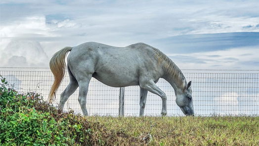 Navasota null-story, null-bed 3896 County Road 305 Tract 1-idx