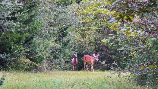 Navasota null-story, null-bed 3896 County Road 305 Tract 1-idx