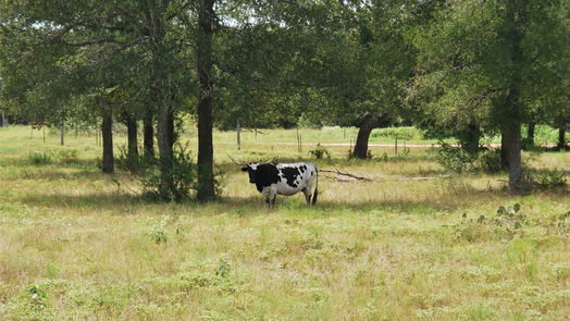 Flatonia null-story, null-bed TBD N State Highway 95-idx