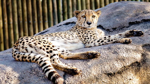 Houston 1-story, 3-bed 8012 Burnt Orchid Drive-idx