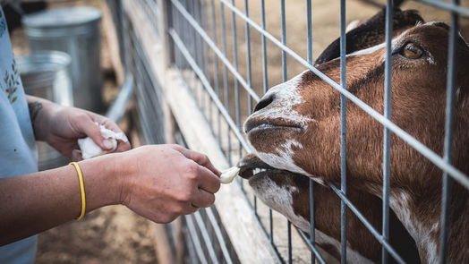 Richmond 2-story, 5-bed 207 Sage Seed Drive-idx